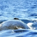 whale_humpback_v_00327_dom2370.jpg